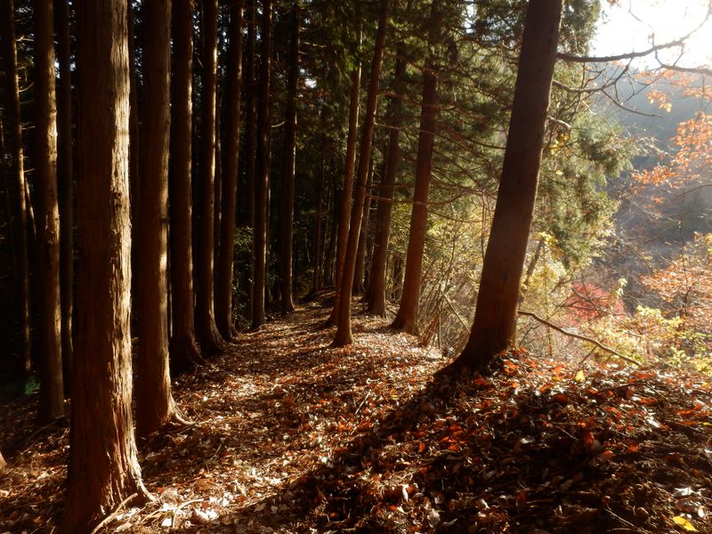 きょうの山歩きも、あと150m