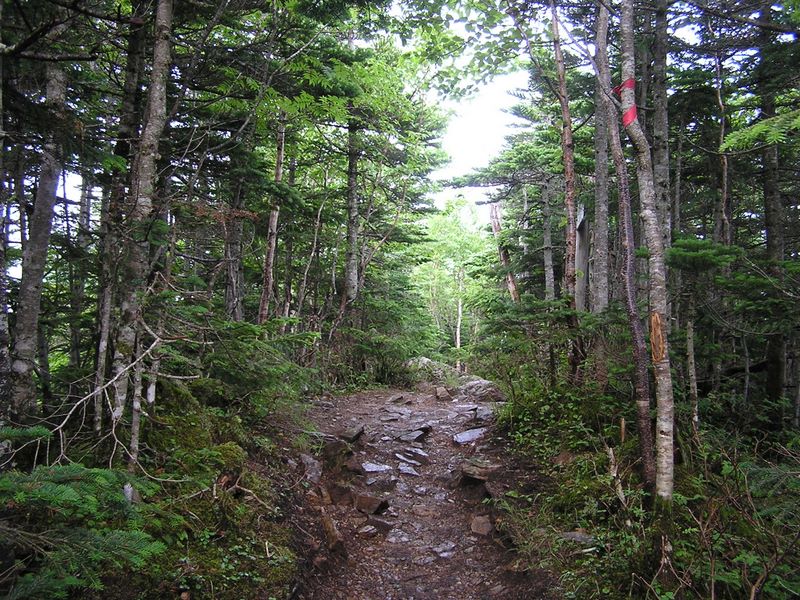 金峰山 -- シラビソ、トウヒなどの針葉樹林帯を歩く