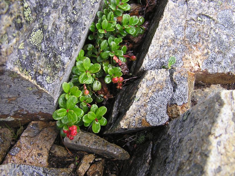 金峰山 -- 大ナギの岩の隙間に生えていたコケモモ