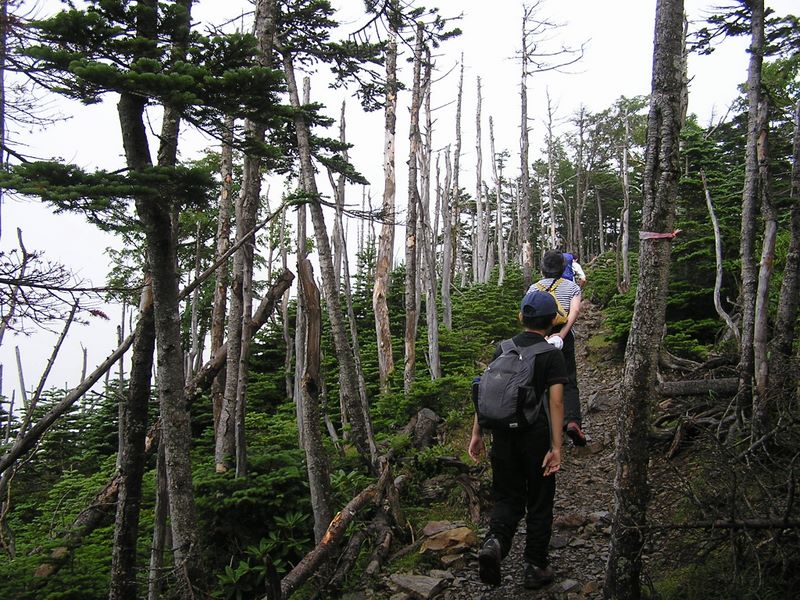 金峰山 -- このあたりは枯れ木が目立った