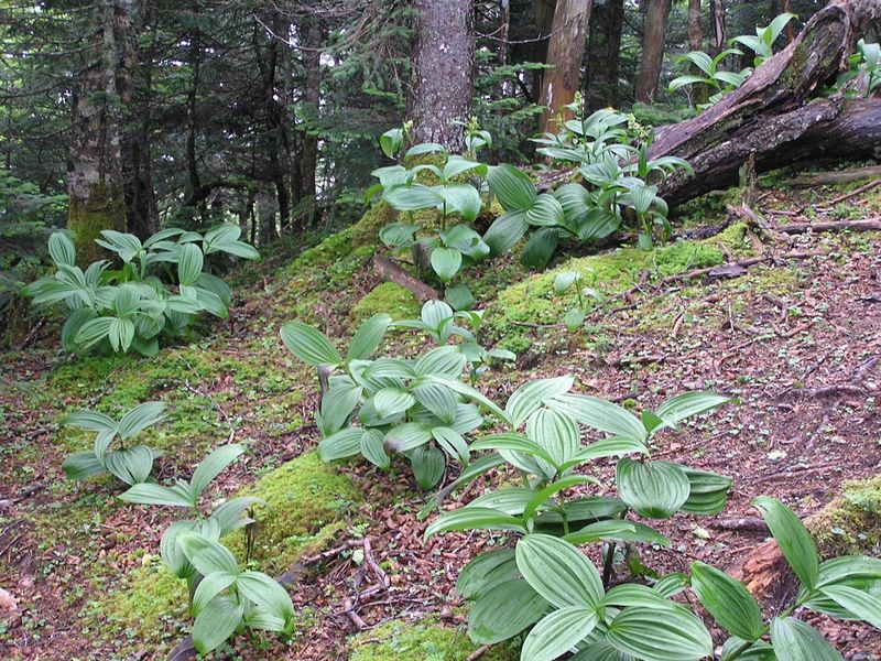 金峰山 -- ミヤマバイケイソウ