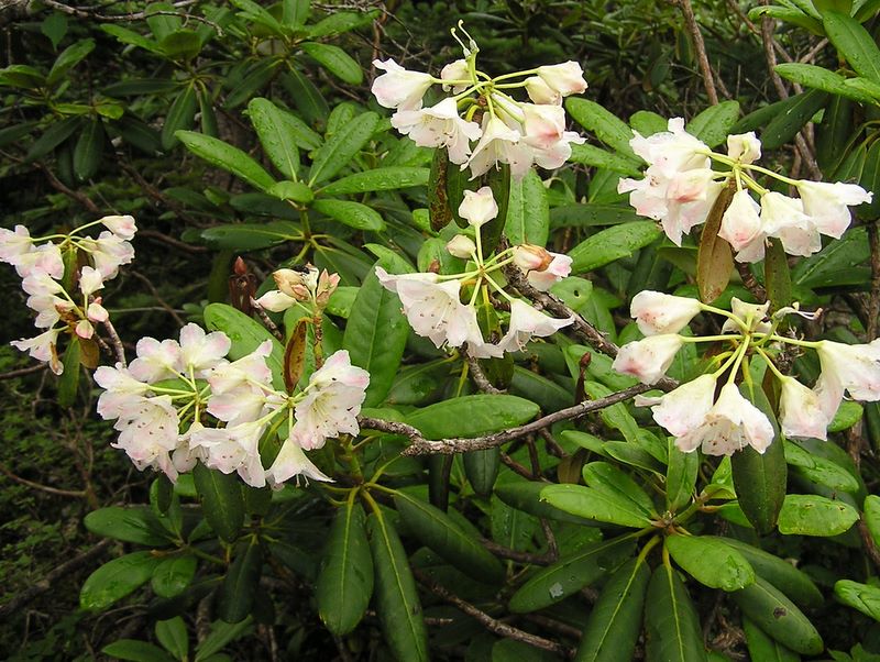 金峰山 -- 所々に咲き残っていたハクサンシャクナゲ