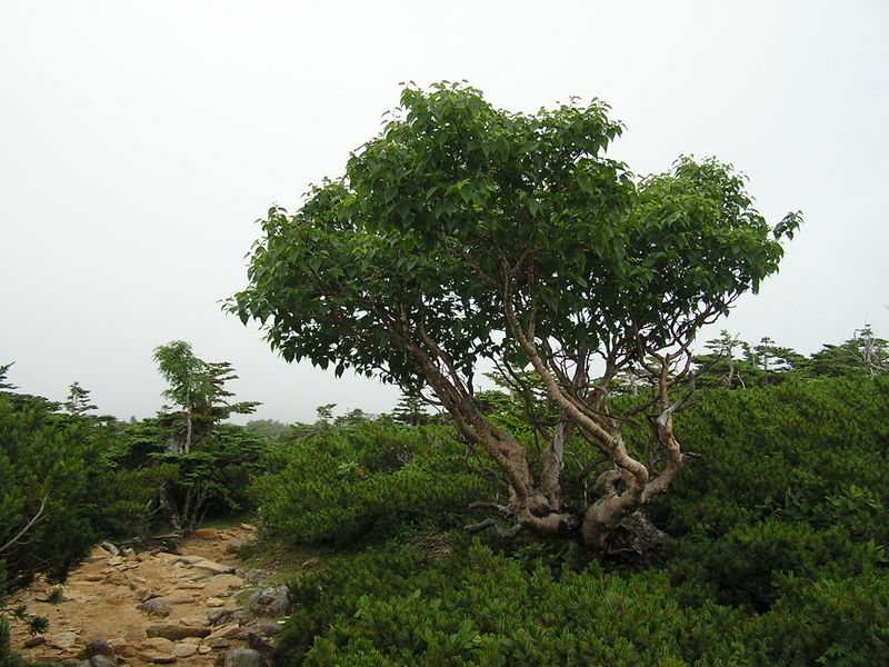 金峰山 -- 森林限界線上のダケカンバ