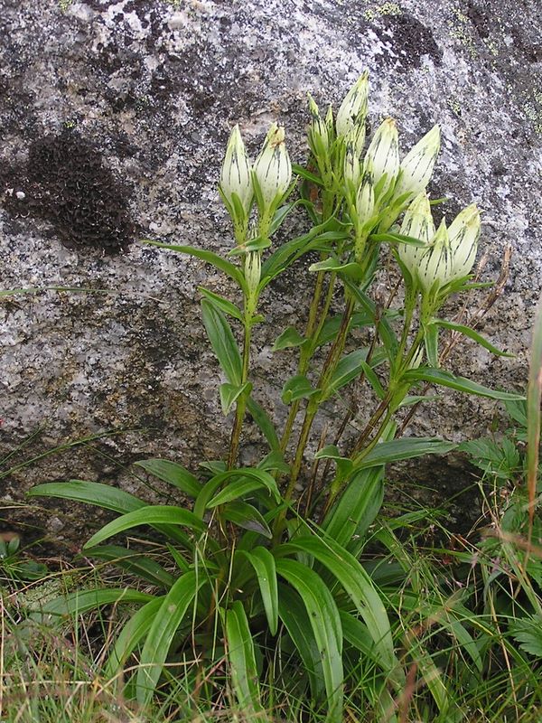 金峰山 -- トウヤクリンドウ