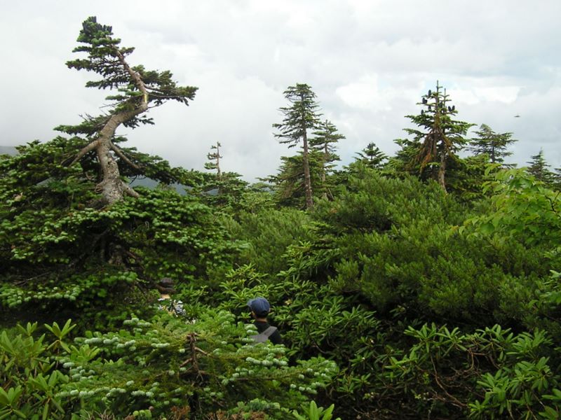 金峰山 -- 再び森林に入る
