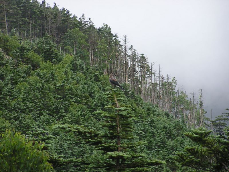 金峰山 -- シラビソの木とホシガラス