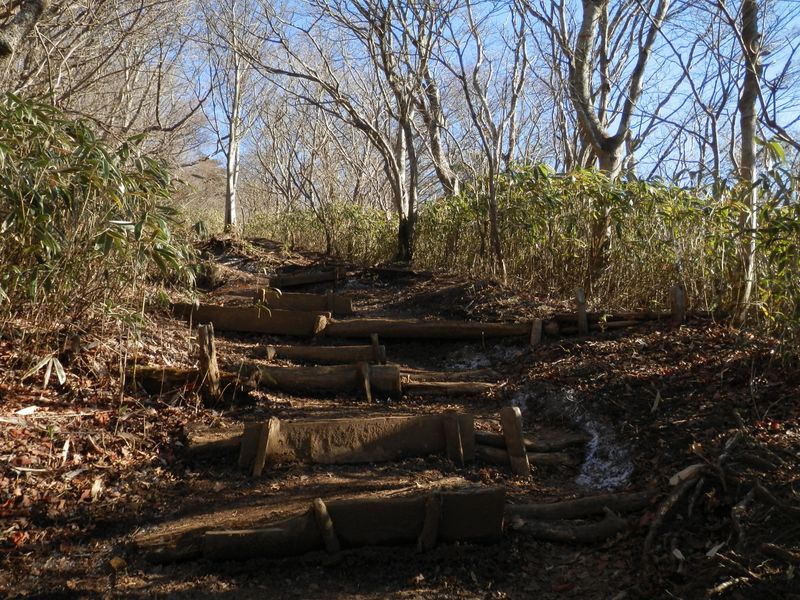 金時山登山道には霜柱がたくさん見られた