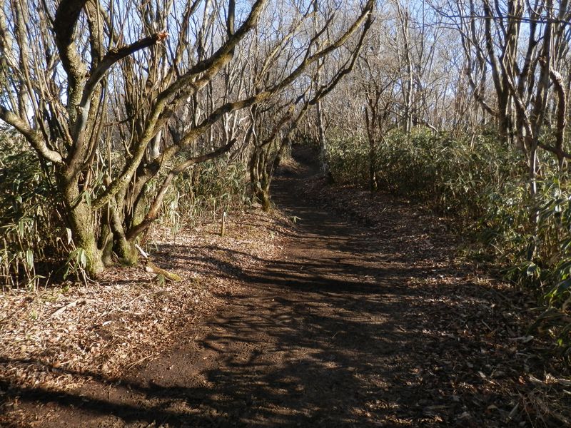 長尾山からしばらく平坦地を歩く