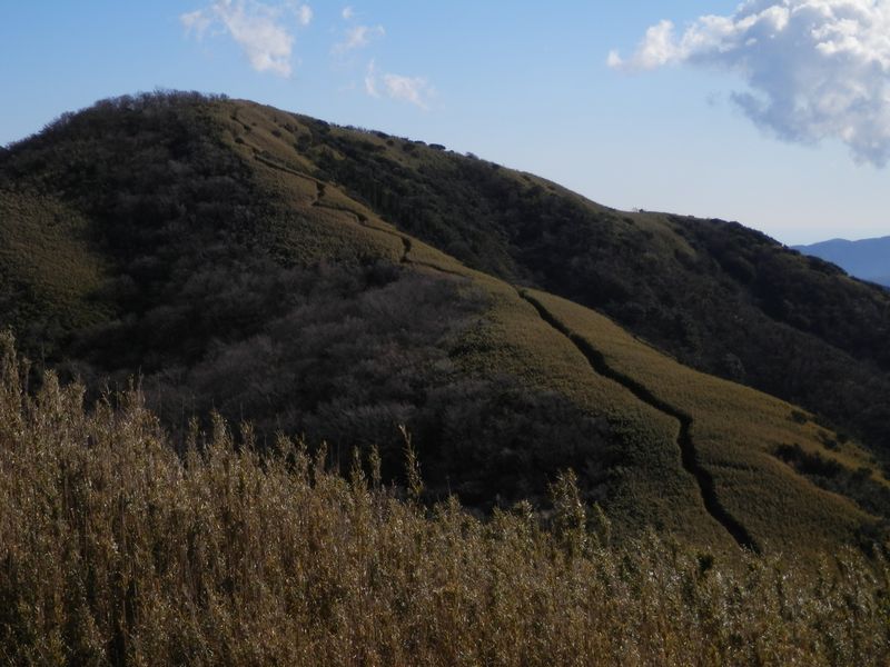 ハコネダケの中の道
