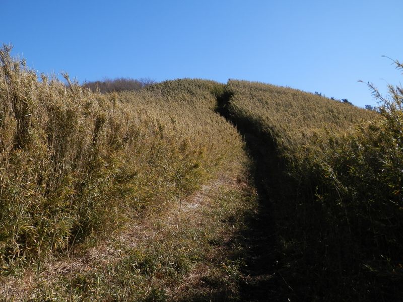 矢倉沢峠より、明神ヶ岳に向かって登る