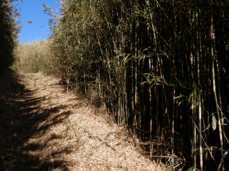 節がすらりとしているので、矢を作るのに適しているとか