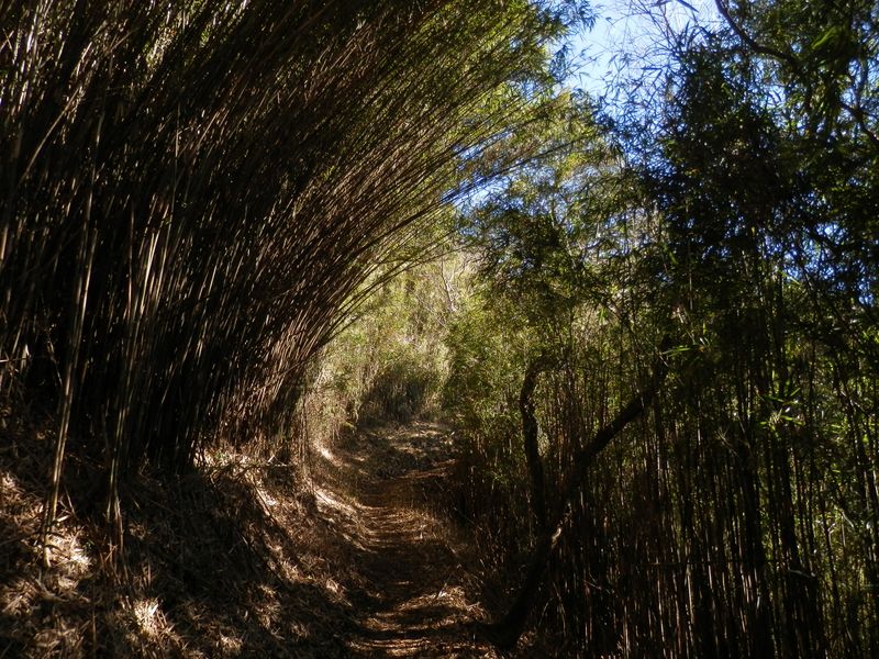 長く伸びた竹が曲がることも