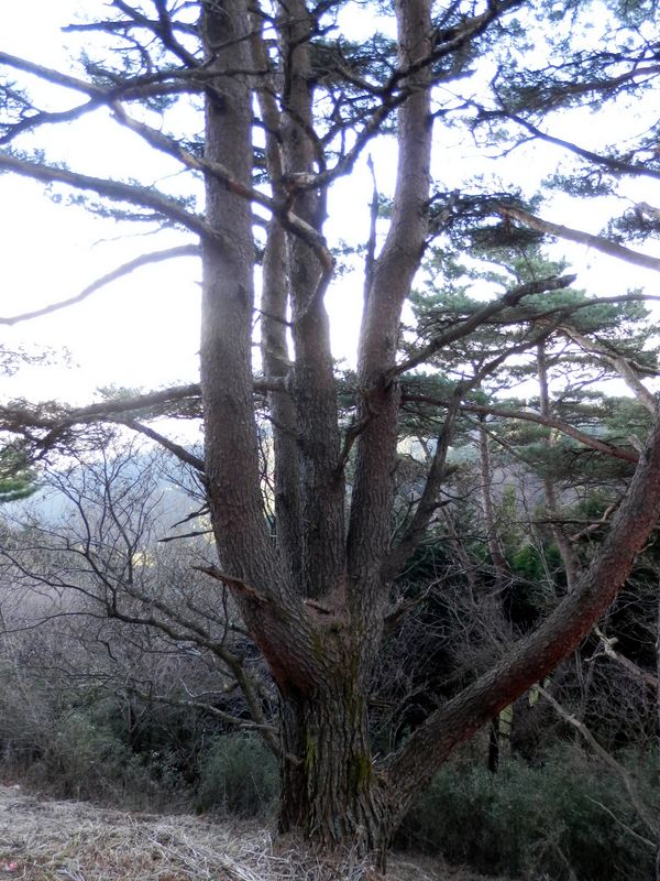 ちょっと風変わりなアカマツ