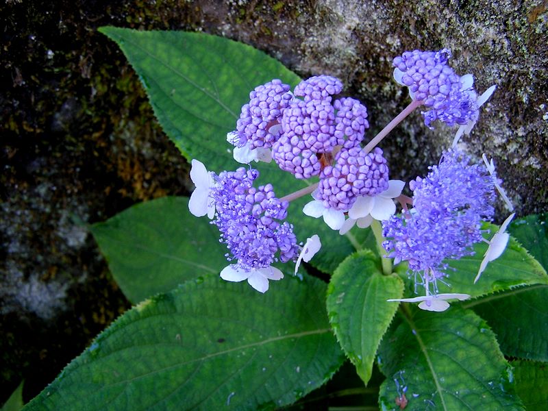 金時山 -- まだきれいなタマアジサイが咲いていた