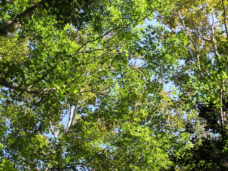 金時山 -- カエデの葉はまだみずみずしい緑
