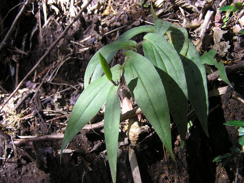 金時山 -- ユリの朔果みたいですが…