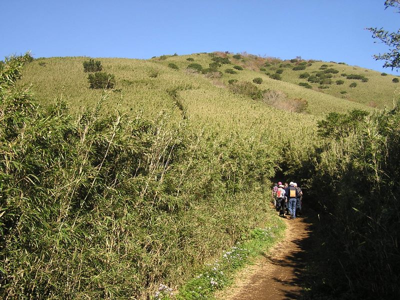 金時山 -- 矢倉沢峠より、金時山を目指して