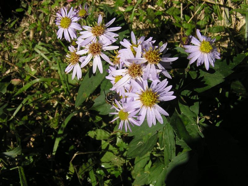 金時山 -- まだ乾かない朝露