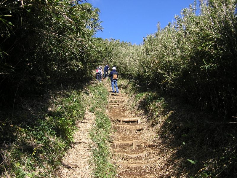 金時山 -- ハコネダケの中の登山道
