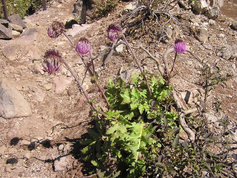 金時山 -- 色褪せたフジアザミ