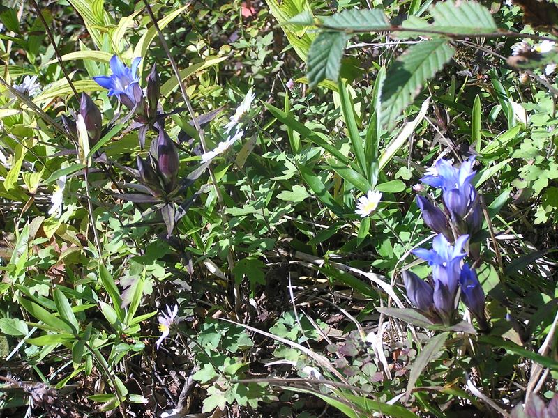 金時山 -- 日が高くなり、どんどん咲くリンドウ
