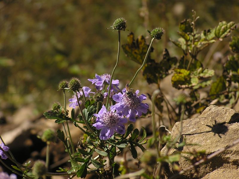金時山 -- マツムシソウ