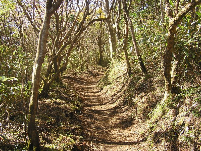 金時山 -- 金時山より乙女峠に向かう道