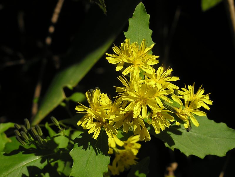 金時山 -- 金色の花を見たら、撮影したくなった
