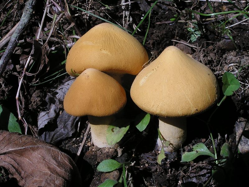 金時山 -- 甘食のようなキノコ