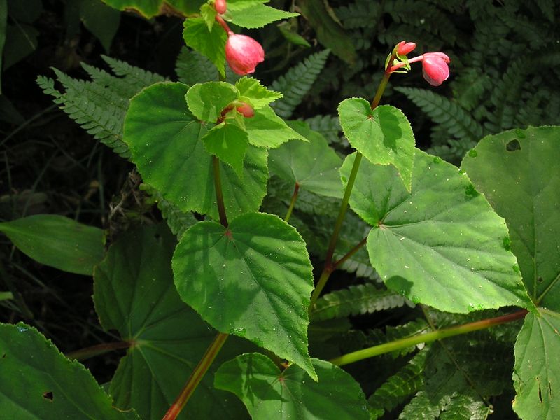 衣張山に咲いていたシュウカイドウ