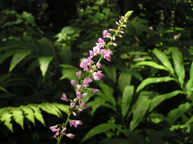 衣張山のフジカンゾウ