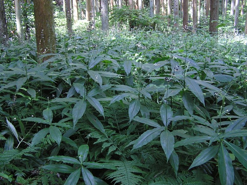 衣張山 -- ヤブミョウガの群落