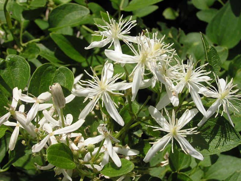 衣張山のセンニンソウ