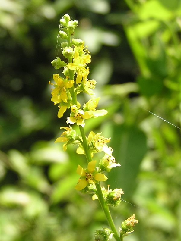 衣張山のキンミズヒキ