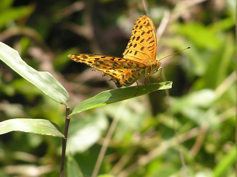 衣張山 -- ボロになったツマグロヒョウモン