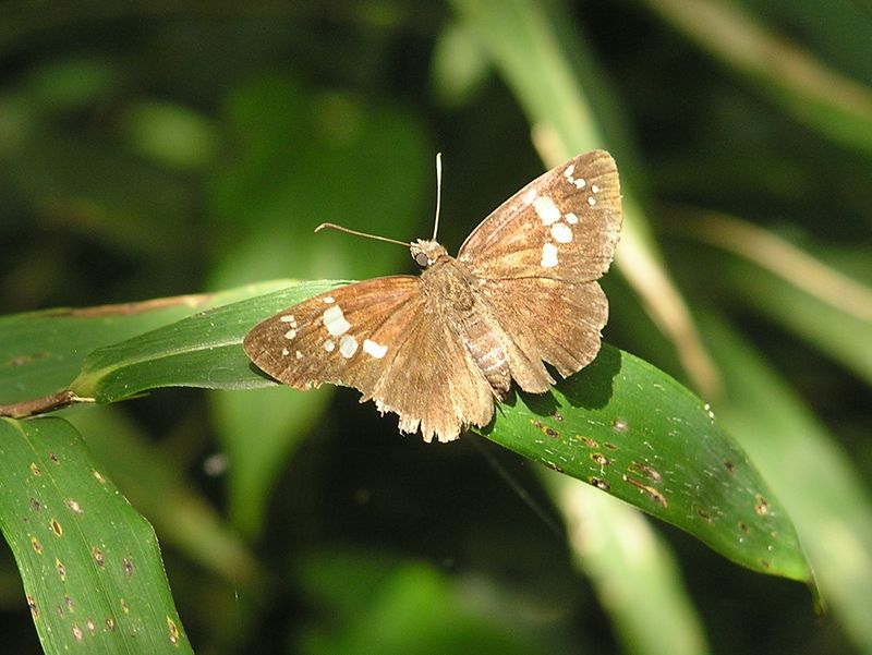 衣張山 -- ボロになったダイミョウセセリ