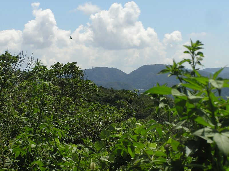 衣張山（南の峰）から、二子山を望む