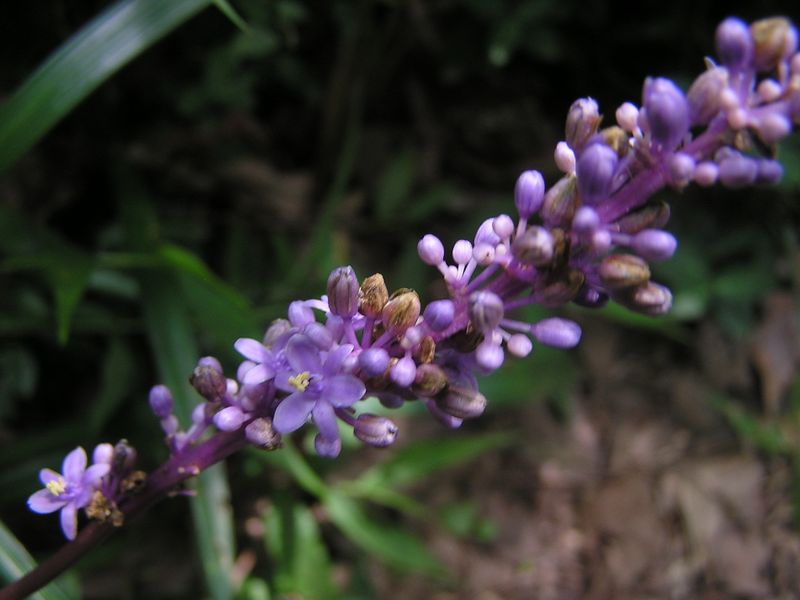 衣張山 -- ヤブランの花