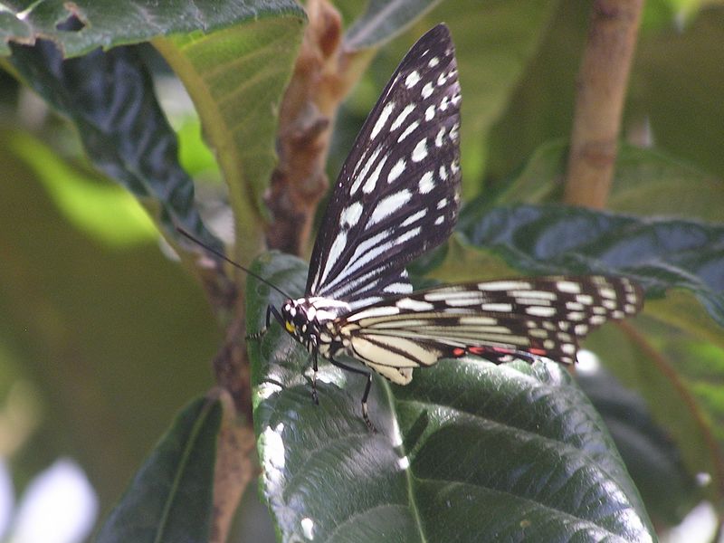 衣張山 -- ボロになったアカボシゴマダラ