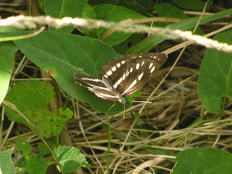 衣張山 -- ボロになったコミスジ