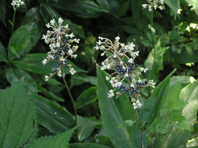 衣張山 -- ヤブミョウガの花と実