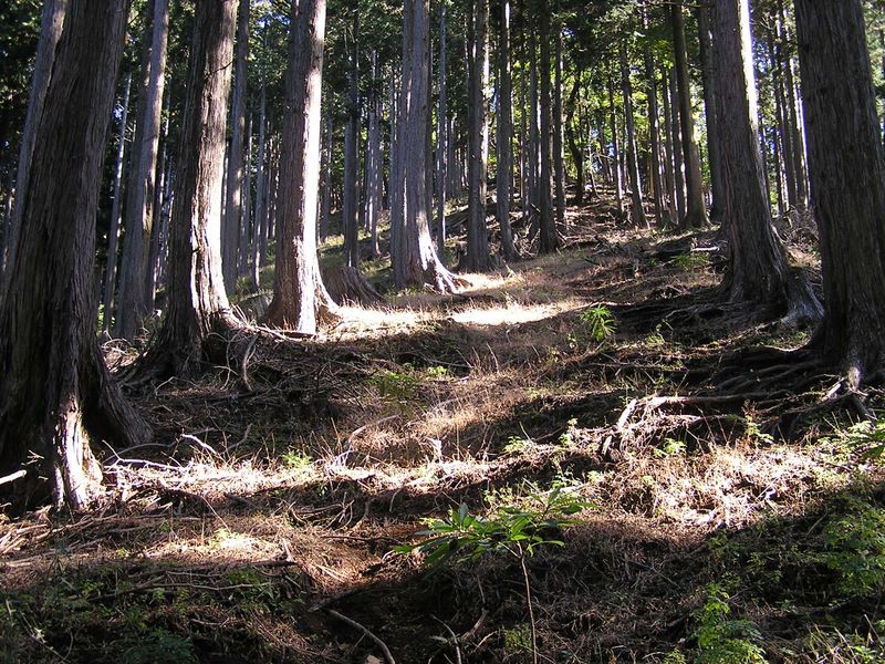 “美林”を登る