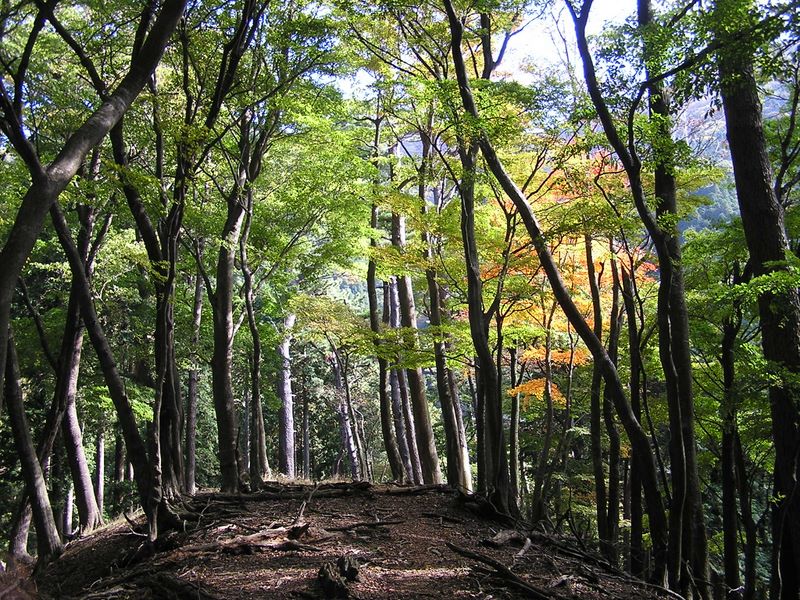 美しい広葉樹林が出現！