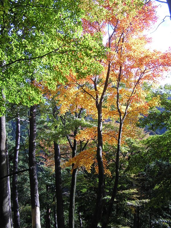 陽が当たるとますます美しい紅葉