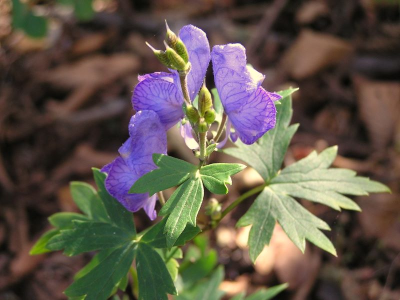 ヤマトリカブト