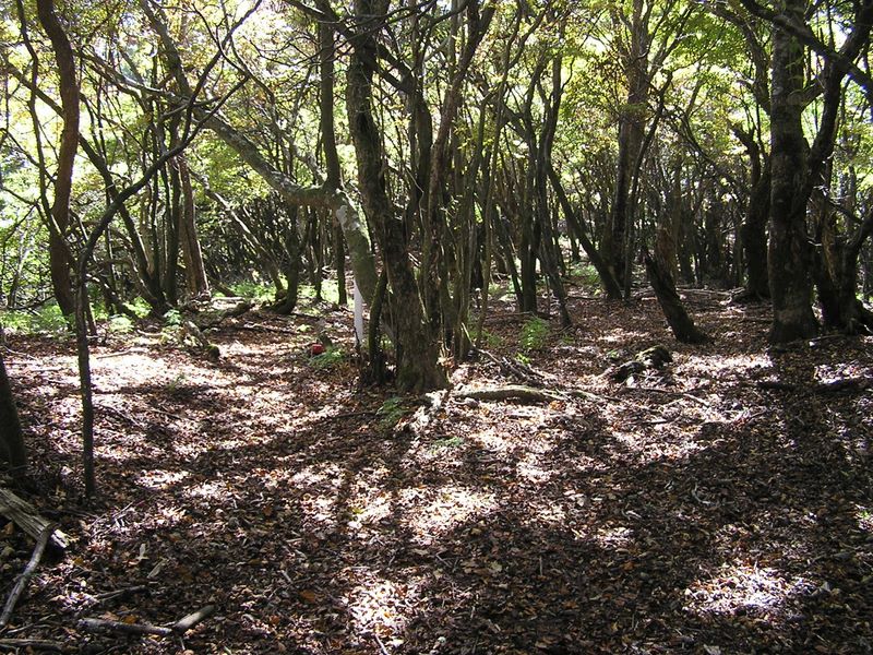 落ち葉を踏みながら西沢ノ頭に向かう