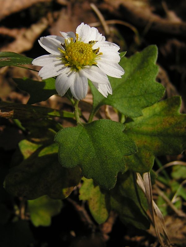 リュウノウギク