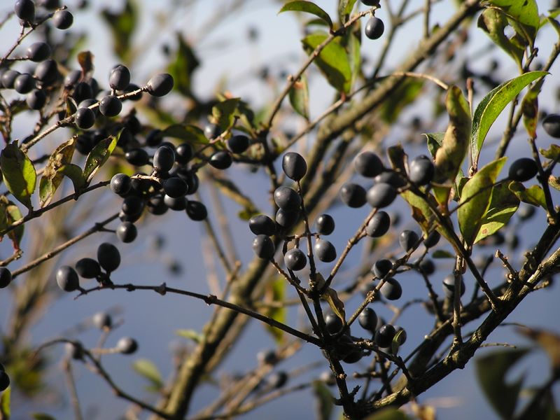 大山山頂に実っていた黒い実