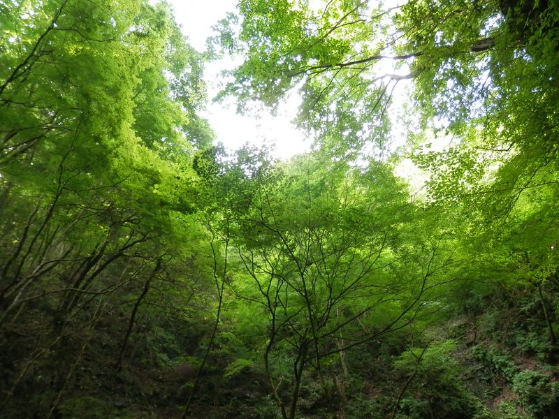 空を覆い尽くさんばかりの緑