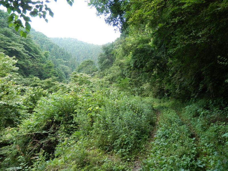 林道が草に覆われている